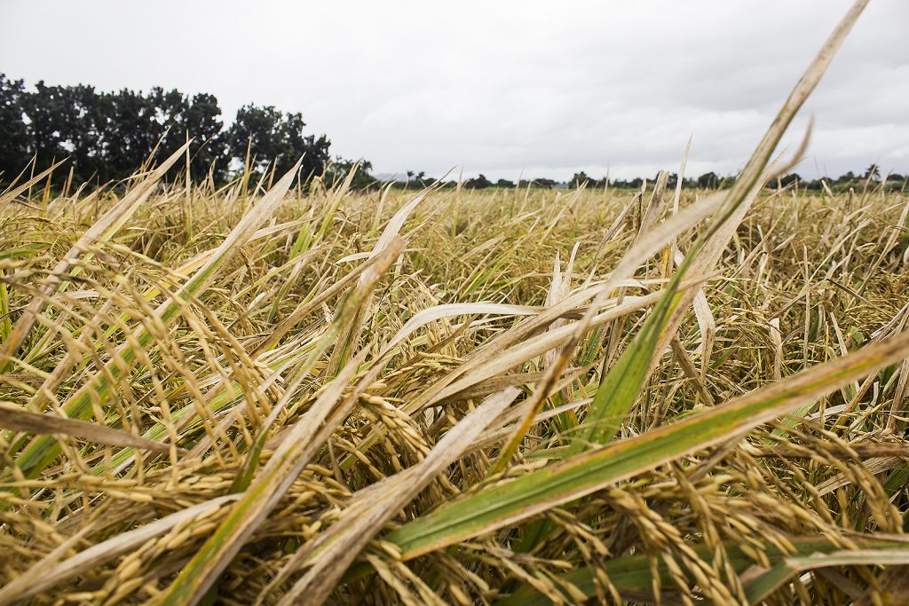 Harvesting